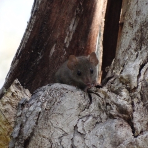 Antechinus agilis at Tidbinbilla Nature Reserve - 18 Feb 2024 09:11 AM