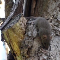 Antechinus agilis at Tidbinbilla Nature Reserve - 18 Feb 2024 09:11 AM