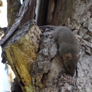 Antechinus agilis at Tidbinbilla Nature Reserve - 18 Feb 2024