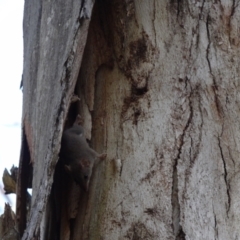 Antechinus agilis at Tidbinbilla Nature Reserve - 18 Feb 2024 09:11 AM