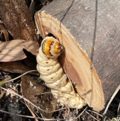 Endoxyla (genus) (Unknown Wood Moth) at Wanniassa Hill NR (WHR) - 18 Feb 2024 by BenHarvey