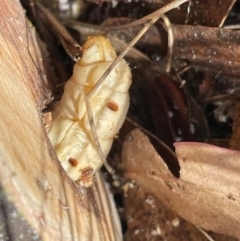 Endoxyla (genus) at Wanniassa Hill NR (WHR) - 18 Feb 2024