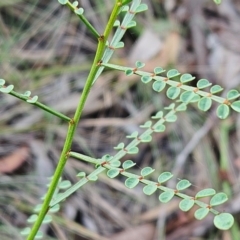 Indigofera adesmiifolia (Tick Indigo) at The Pinnacle - 18 Feb 2024 by sangio7