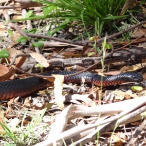 Pseudechis porphyriacus at Tidbinbilla Nature Reserve - 18 Feb 2024