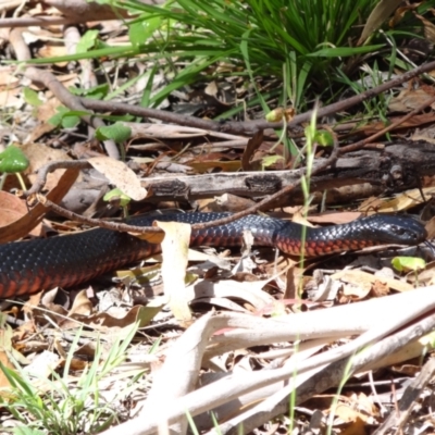 Pseudechis porphyriacus (Red-bellied Black Snake) at Kambah, ACT - 17 Feb 2024 by Miranda