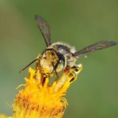 Megachile (Eutricharaea) maculariformis (Gold-tipped leafcutter bee) at GG165 - 18 Feb 2024 by LisaH