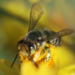 Megachile (Eutricharaea) maculariformis at GG165 - 18 Feb 2024