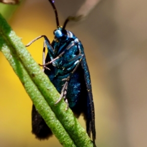 Pollanisus (genus) at GG165 - 18 Feb 2024