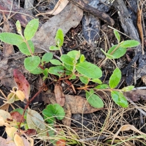 Eucalyptus macrorhyncha subsp. macrorhyncha at The Pinnacle - 18 Feb 2024 08:55 AM