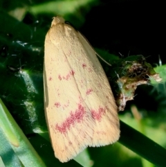 Heteroteucha occidua (A concealer moth) at GG165 - 18 Feb 2024 by LisaH