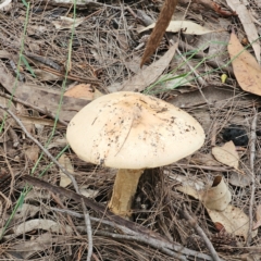 Amanita ochrophylla group at North Turramurra, NSW - 18 Feb 2024 by Csteele4