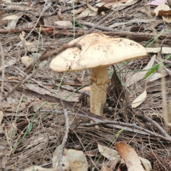 Amanita ochrophylla group at Ku-ring-gai Chase National Park - 18 Feb 2024