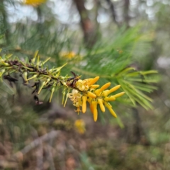 Persoonia pinifolia (Pine-leaf Geebung) at Ku-ring-gai Chase National Park - 18 Feb 2024 by Csteele4