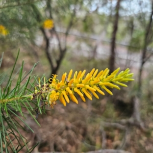 Persoonia pinifolia at Ku-ring-gai Chase National Park - 18 Feb 2024