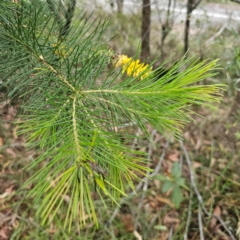 Persoonia pinifolia at Ku-ring-gai Chase National Park - 18 Feb 2024