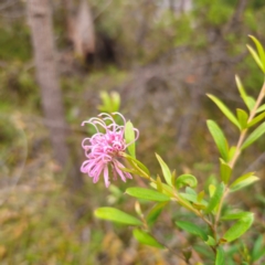 Grevillea sericea (Pink Spider-Flower) at Ku-ring-gai Chase National Park - 18 Feb 2024 by Csteele4