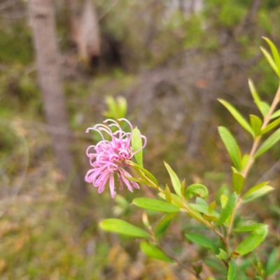 Grevillea sericea (Pink Spider-Flower) at North Turramurra, NSW - 18 Feb 2024 by Csteele4