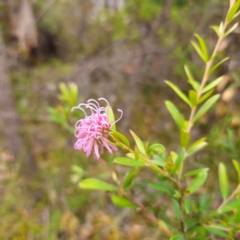 Grevillea sericea at Ku-ring-gai Chase National Park - 18 Feb 2024