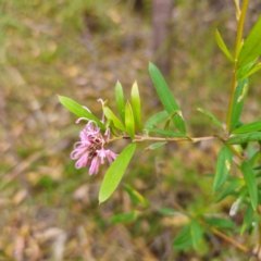 Grevillea sericea at Ku-ring-gai Chase National Park - 18 Feb 2024