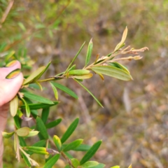 Grevillea sericea at Ku-ring-gai Chase National Park - 18 Feb 2024 03:19 PM