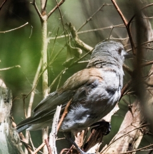 Colluricincla harmonica at Longwarry North, VIC - 30 Jan 2024