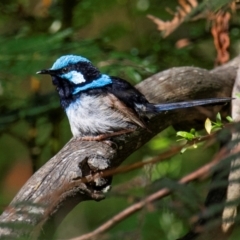 Malurus cyaneus (Superb Fairywren) at Longwarry North, VIC - 28 Jan 2024 by Petesteamer