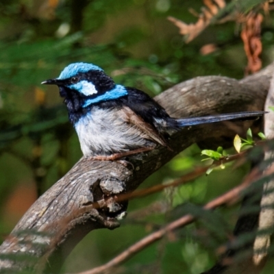 Malurus cyaneus (Superb Fairywren) at Longwarry North, VIC - 29 Jan 2024 by Petesteamer