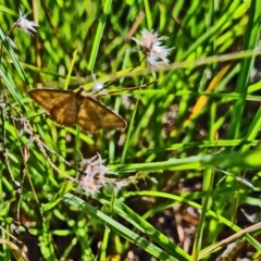 Scopula rubraria (Reddish Wave, Plantain Moth) at Little Taylor Grassland (LTG) - 16 Feb 2024 by galah681