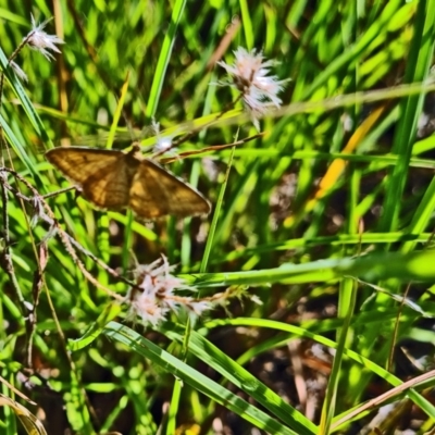 Scopula rubraria (Reddish Wave, Plantain Moth) at Little Taylor Grasslands - 16 Feb 2024 by galah681