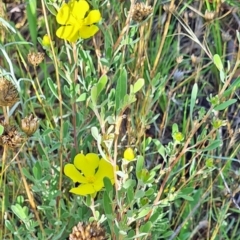 Hibbertia obtusifolia (Grey Guinea-flower) at Little Taylor Grassland (LTG) - 16 Feb 2024 by galah681