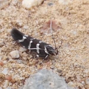 Macrobathra anacampta at suppressed - 12 Feb 2024