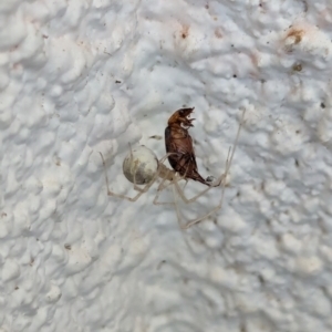 Cryptachaea gigantipes at Watson, ACT - suppressed