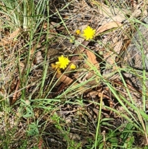 Ocybadistes walkeri at Little Taylor Grassland (LTG) - 17 Feb 2024 10:04 AM