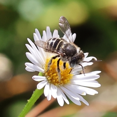 Pseudoanthidium (Immanthidium) repetitum (African carder bee) at Wodonga - 18 Feb 2024 by KylieWaldon