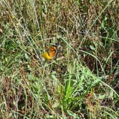 Vanessa kershawi (Australian Painted Lady) at Kambah, ACT - 16 Feb 2024 by galah681