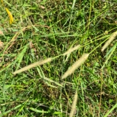 Setaria parviflora (Slender Pigeon Grass) at Kambah, ACT - 16 Feb 2024 by galah681
