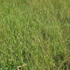 Setaria parviflora at Little Taylor Grassland (LTG) - 17 Feb 2024