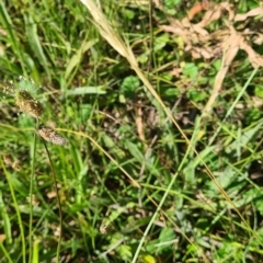 Vulpia bromoides at Little Taylor Grassland (LTG) - 17 Feb 2024 by galah681