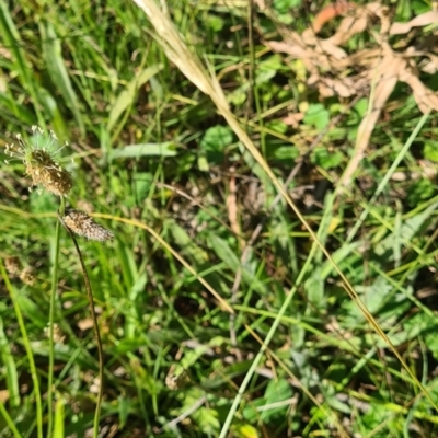 Vulpia bromoides at Little Taylor Grassland (LTG) - 16 Feb 2024 by galah681