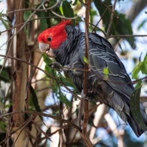 Callocephalon fimbriatum at Longwarry North, VIC - 15 Jan 2024