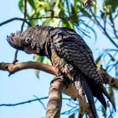 Callocephalon fimbriatum at Longwarry North, VIC - 15 Jan 2024