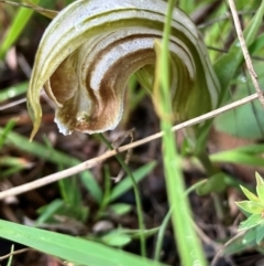 Diplodium truncatum (Little Dumpies, Brittle Greenhood) at Hall, ACT - 18 Feb 2024 by strigo