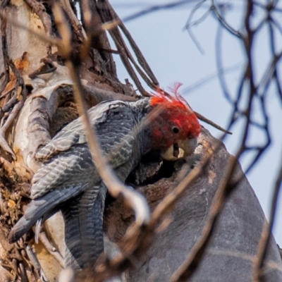 Callocephalon fimbriatum (Gang-gang Cockatoo) at Longwarry North, VIC - 23 Jan 2024 by Petesteamer