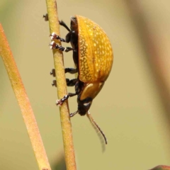 Paropsisterna cloelia (Eucalyptus variegated beetle) at Gundaroo, NSW - 18 Feb 2024 by ConBoekel