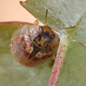 Paropsisterna m-fuscum at Gundaroo Common - 18 Feb 2024 11:03 AM