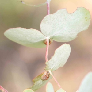 Paropsisterna m-fuscum at Gundaroo Common - 18 Feb 2024