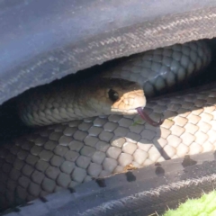 Pseudonaja textilis (Eastern Brown Snake) at Gundaroo, NSW - 17 Feb 2024 by ConBoekel