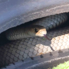 Pseudonaja textilis (Eastern Brown Snake) at Gundaroo Common - 17 Feb 2024 by ConBoekel