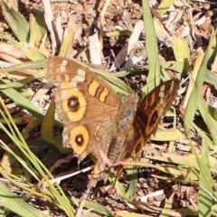 Junonia villida (Meadow Argus) at Gundaroo Common - 18 Feb 2024 by ConBoekel