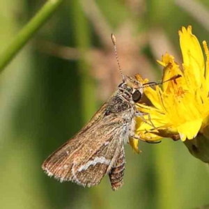 Taractrocera papyria at Gundaroo Common - 18 Feb 2024